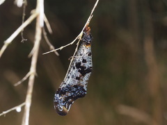 Periclystus circuiter