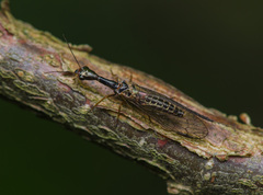 Atlantoraphidia maculicollis