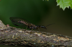 Atlantoraphidia maculicollis