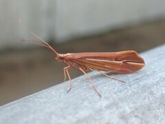 Psychoglypha