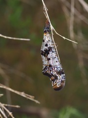 Periclystus circuiter