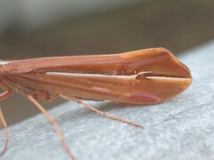 Psychoglypha