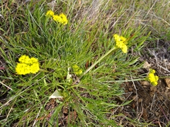 Lomatium