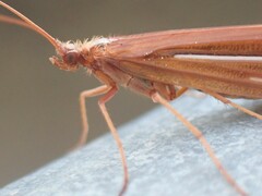 Psychoglypha
