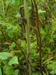 Campanula cervicaria