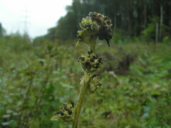 Campanula cervicaria