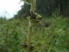 Campanula cervicaria