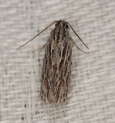 Leistarcha scitissimella