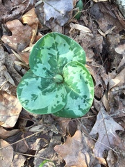Trillium decumbens