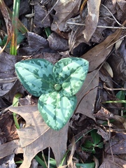 Trillium decumbens