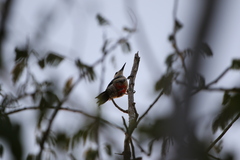 Melanerpes pygmaeus