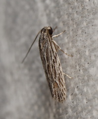 Leistarcha scitissimella