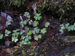 Oxalis oregana