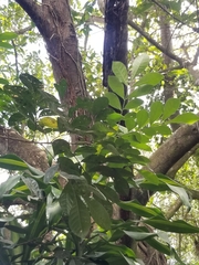 Trichilia havanensis