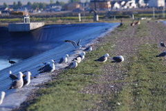 Larus californicus