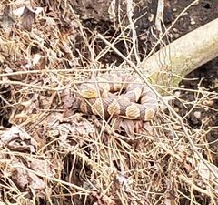 Nerodia sipedon pleuralis