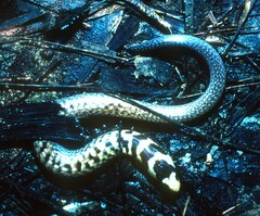 Coeranoscincus reticulatus