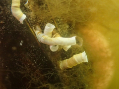 Ficopomatus enigmaticus