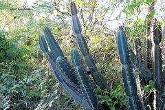 Cereus