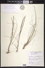 Triglochin palustris
