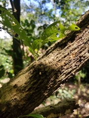 Iochroma arborescens