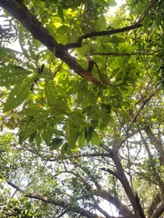 Iochroma arborescens