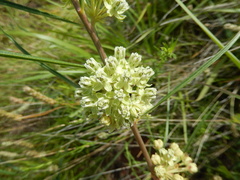Asclepias stenophylla