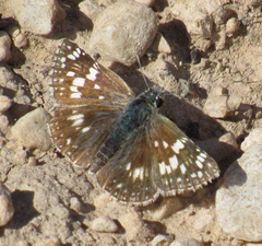 Burnsius communis