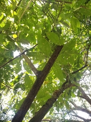 Iochroma arborescens