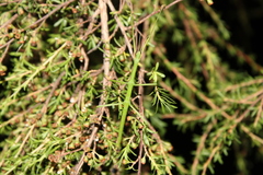 Clitarchus hookeri