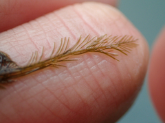Bryopsis