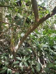 Iochroma arborescens