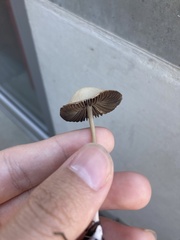 Conocybe apala