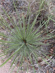 Yucca louisianensis