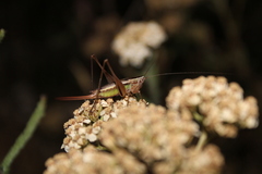 Conocephalus albescens