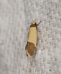 Epithymema chrysocolla