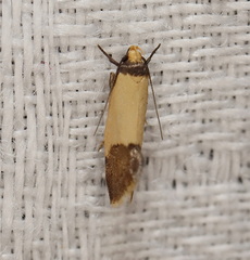 Epithymema chrysocolla