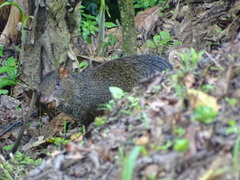 Dasyprocta fuliginosa