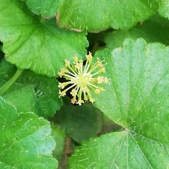 Hydrocotyle bonplandii