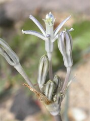 Androstephium breviflorum
