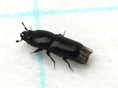 Platysoma