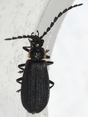 Polemius laticornis