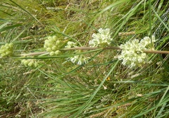 Asclepias stenophylla