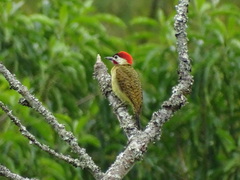 Colaptes punctigula