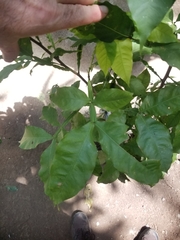 Melicoccus bijugatus