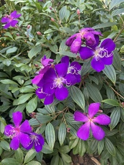 Pleroma semidecandrum