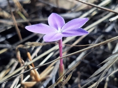 Pseuderanthemum praecox