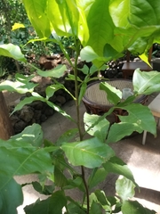 Melicoccus bijugatus