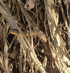 Nerodia sipedon pleuralis