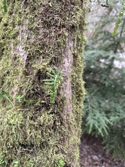 Polypodium glycyrrhiza